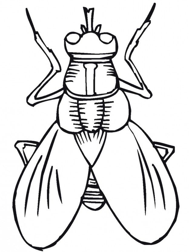 Free lightning bug coloring pages download free lightning bug coloring pages png images free cliparts on clipart library