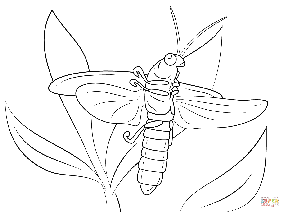 Lightning bug coloring page free printable coloring pages