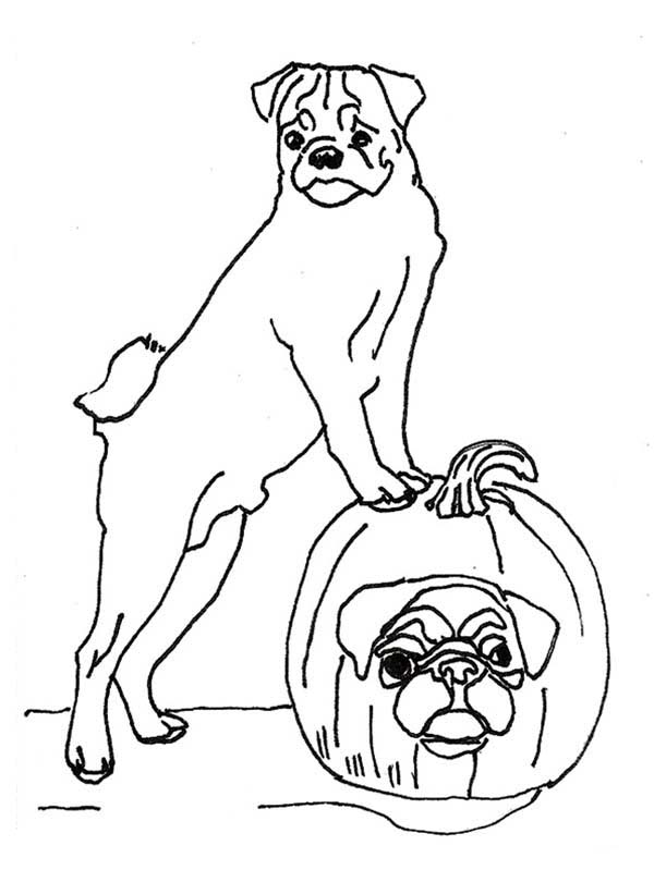 Pug dog and halloween pumpkin coloring page color luna