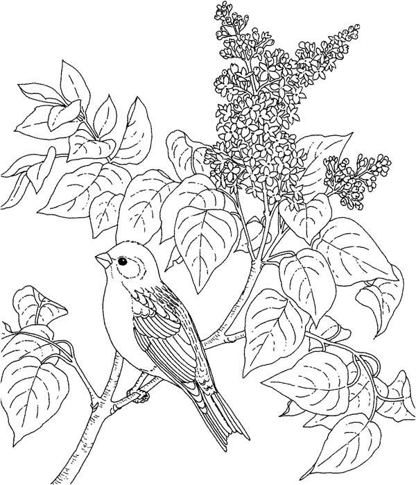 Lilac coloring pages