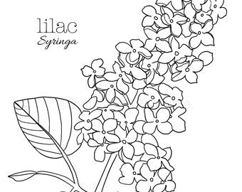 Lilac syringa flower coloring pagewall art