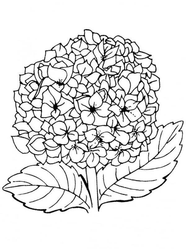 Lilac flower coloring page