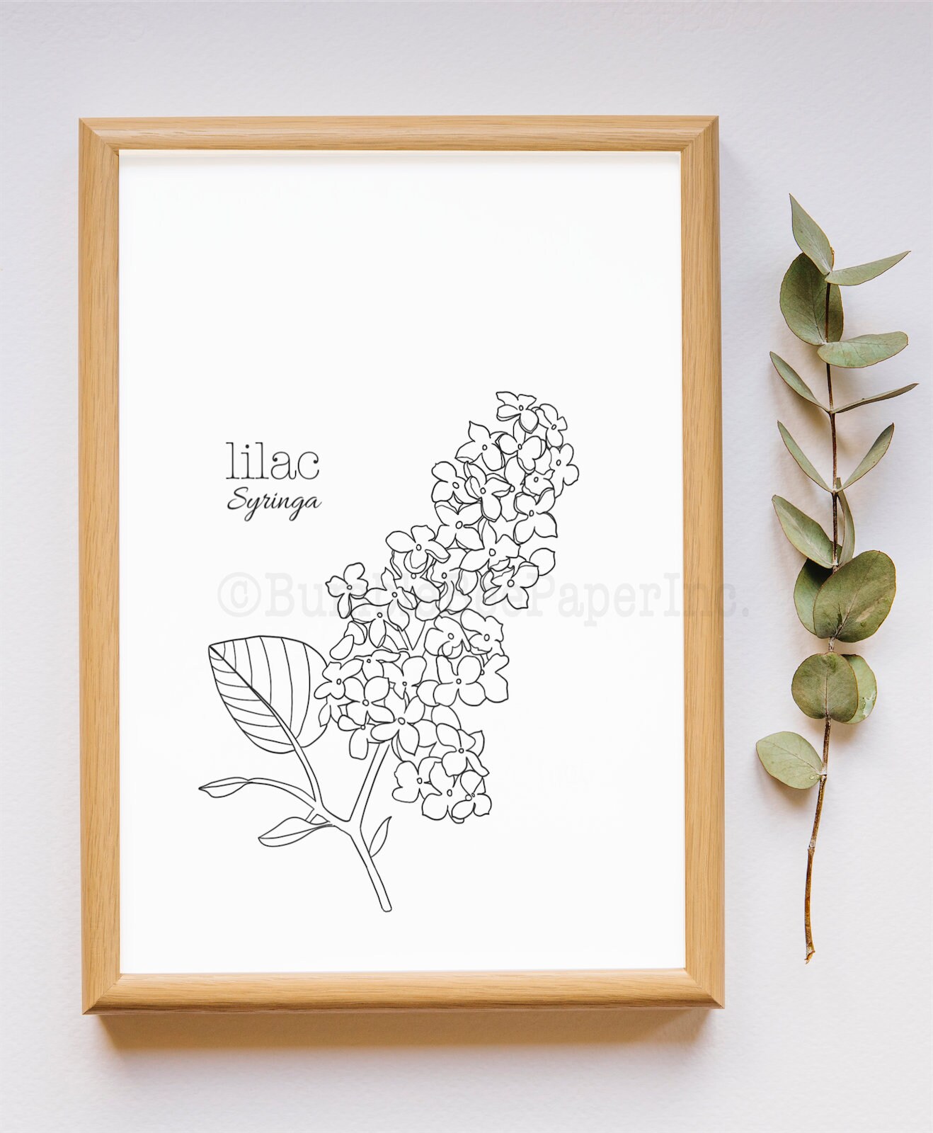 Lilac syringa flower coloring pagewall art