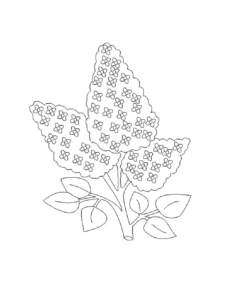 Lilac coloring pages