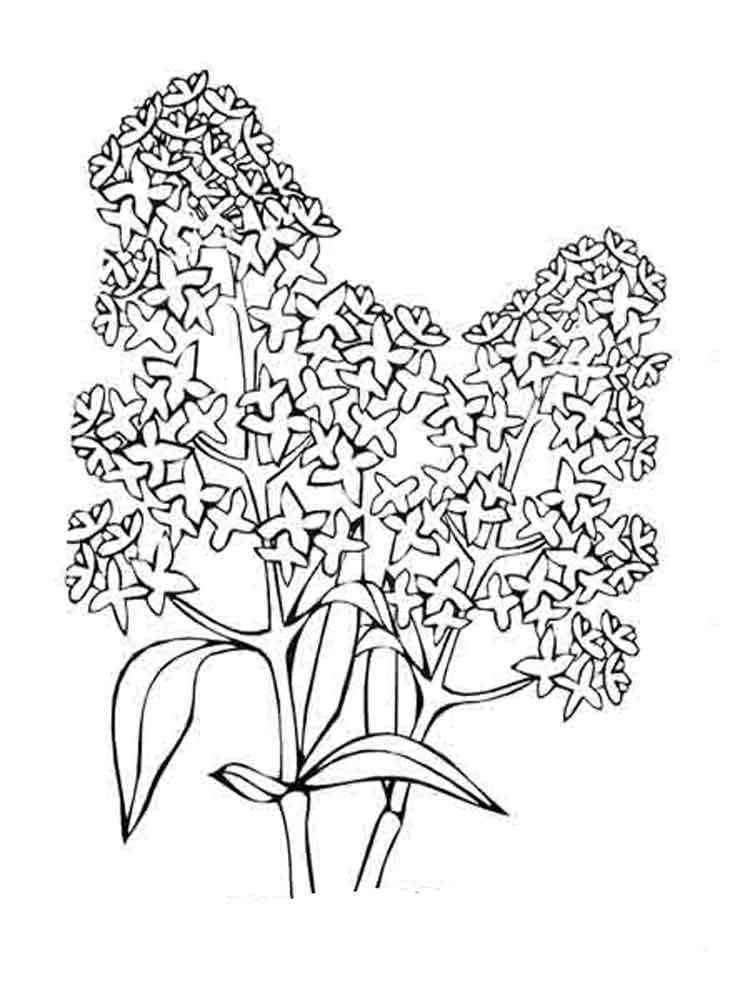 Lilac coloring pages