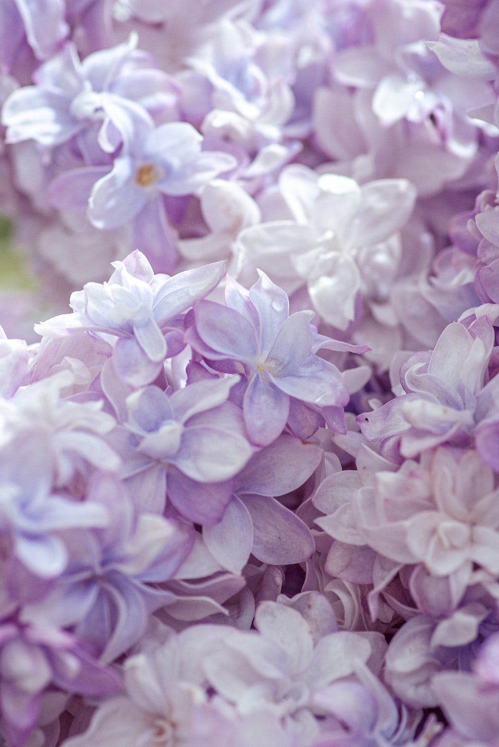 lilac wallpaper