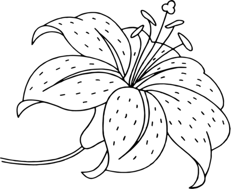 Coloring pages beautiful lily flower coloring pages