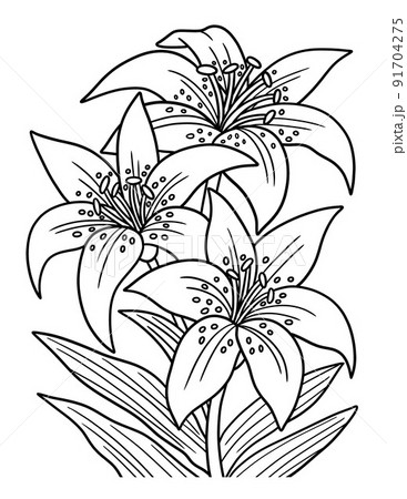 Lilies flower coloring page for adults