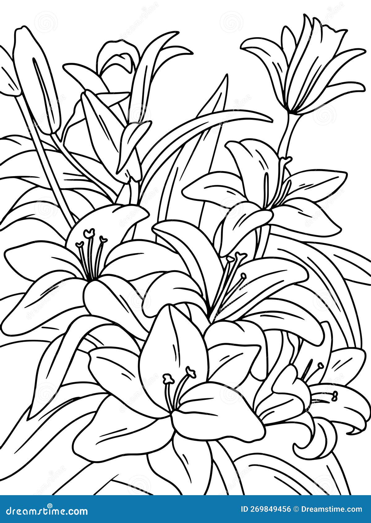 Lily flowers coloring page and book black lines white background raster stock illustration