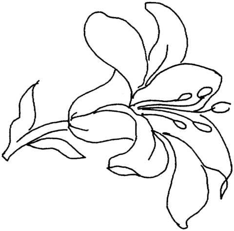 Lilies coloring pages printable for free download