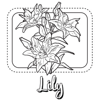 Lily flower coloring pagebook by scworkspace tpt