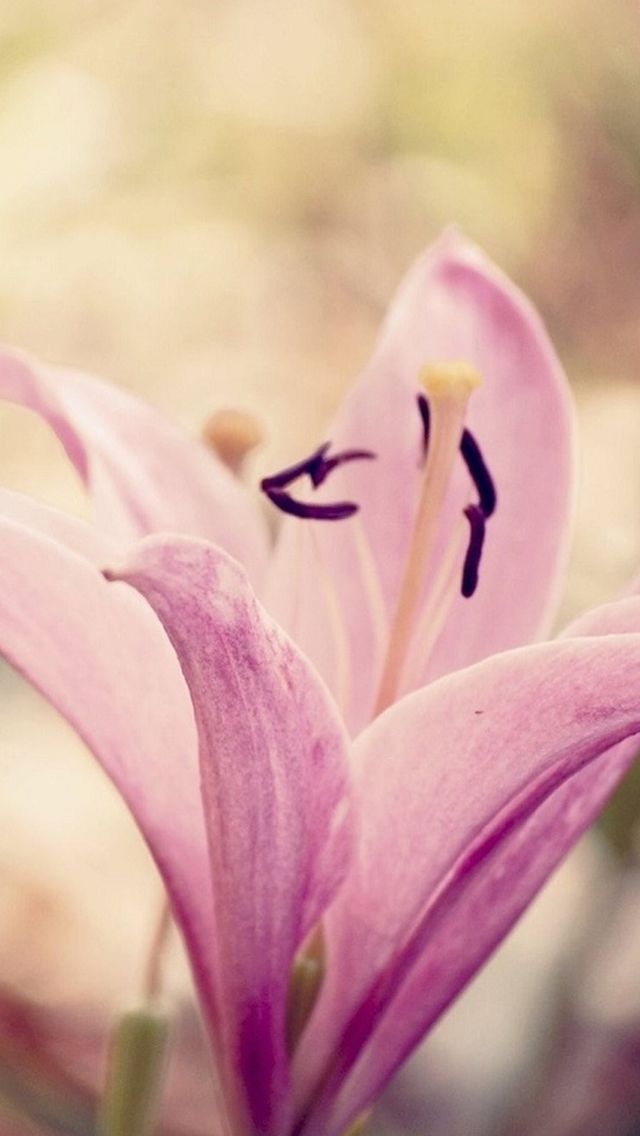 Pink Lily Photos, Download The BEST Free Pink Lily Stock Photos