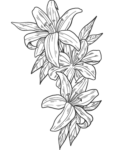 Lilies coloring page free printable coloring pages