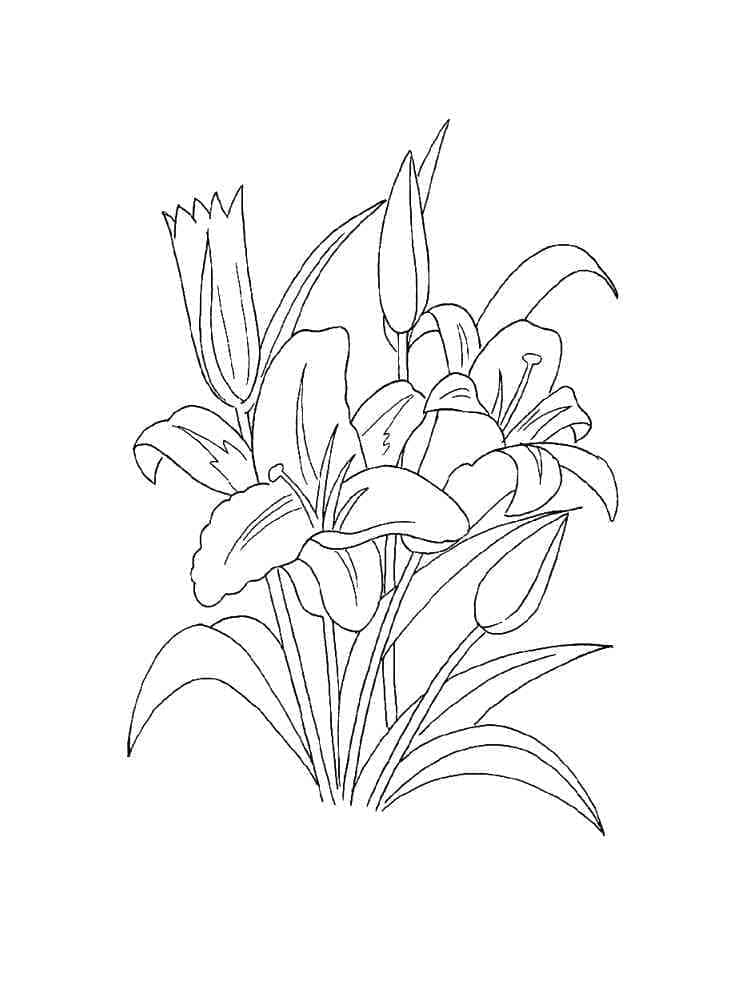 Lilies to print coloring page