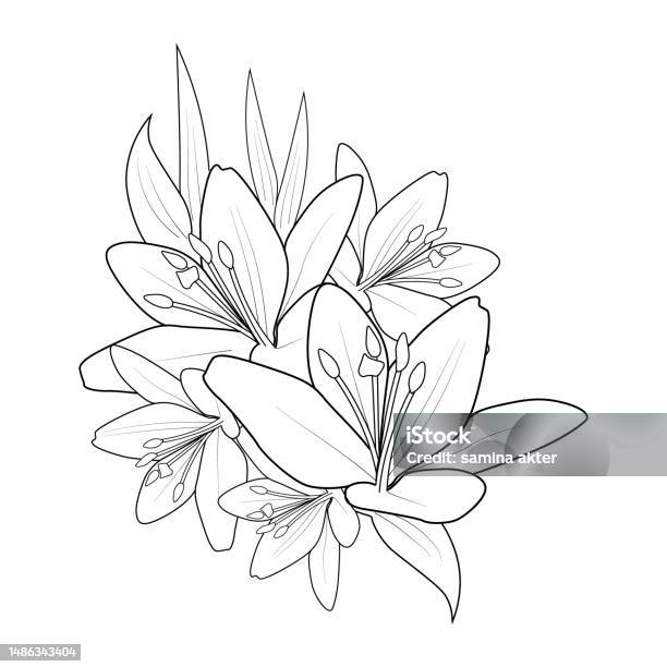 Lily flower pencil art lily flower outline drawing lily flower pattern designs pencil drawing lilys simple