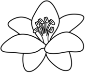 Lilies coloring pages free coloring pages