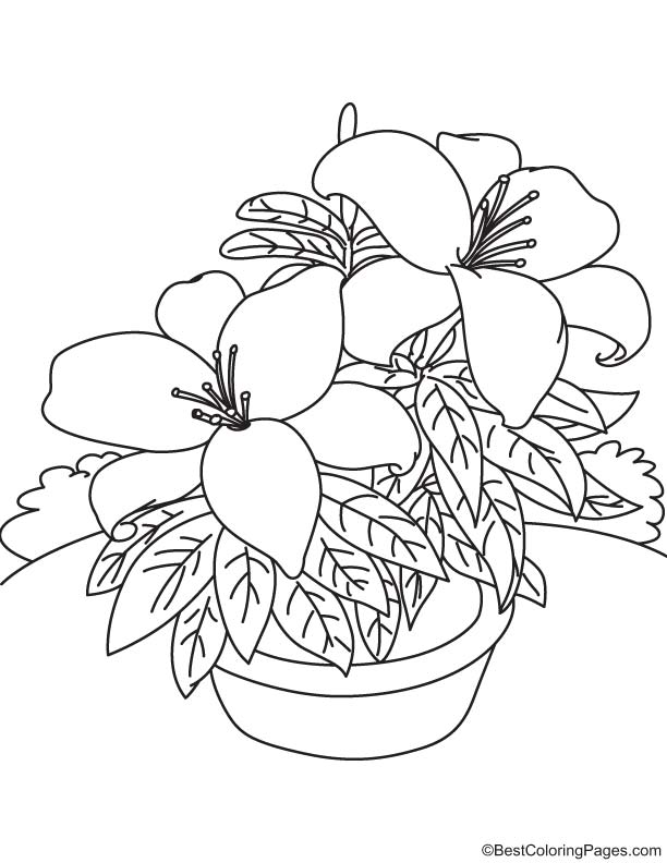 Big lily flowers coloring page download free big lily flowers coloring page for kids best coloring pages