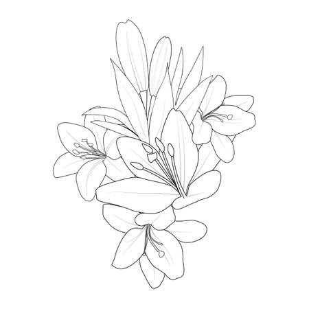 Bouquet of lilies on a white background vector illustration lily flower drawing is realistic pencil realistic lily flower drawing lily flower coloring pages ù ùùø øªøµù ùù ù