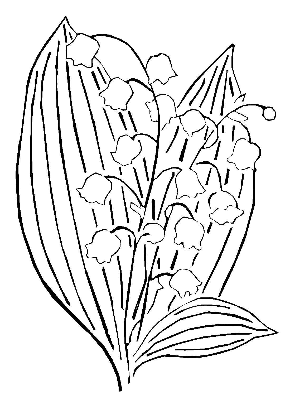 Online coloring pages the coloring lily of the valley lily of the valley