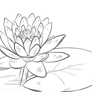 Water lily coloring pages printable for free download