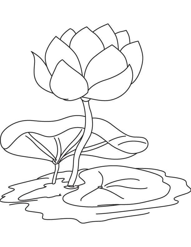 Water lily flower and pad coloring page download free water lily flower and pad coloring page for kids best coloring pages