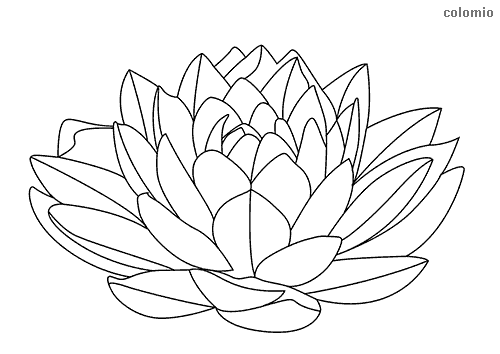 Roses coloring pages free printable rose coloring sheets