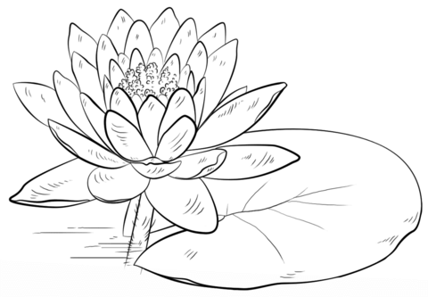 Water lily and pad coloring page free printable coloring pages