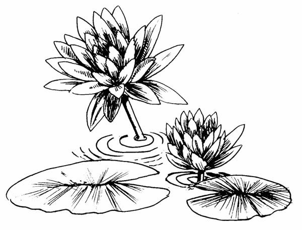 Photo of lily pad coloring page color luna lily pads lily pad drawing lotus flower drawing