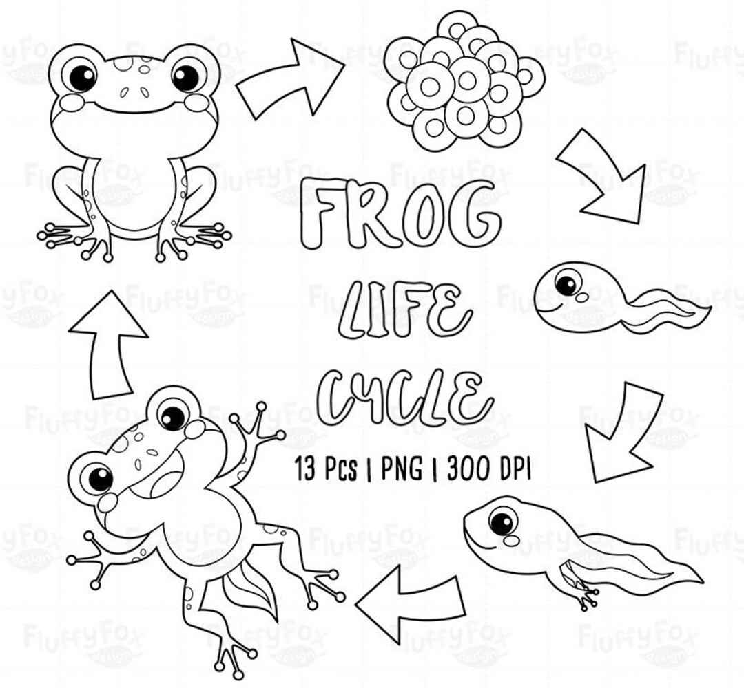 Frog life cycle digital stamp pond animals lineart tadpole froglet school learning science aquatic amphibian wild cute graphic png download