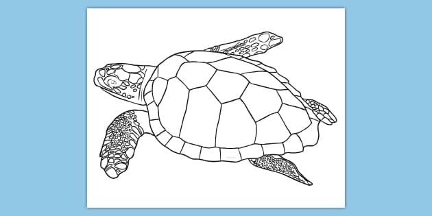 Free sea turtle coloring page world oceans day usa