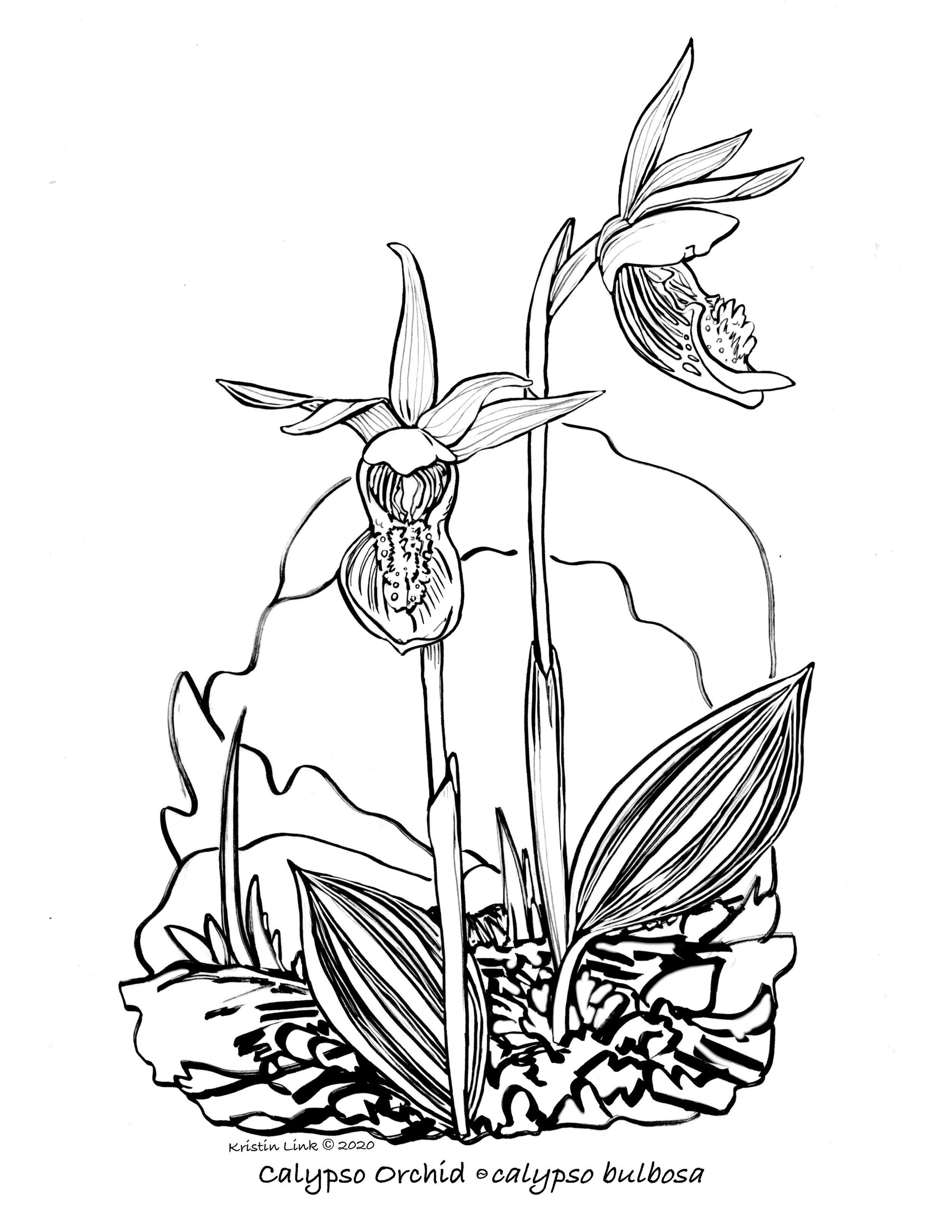 New flower coloring pages â kristin link