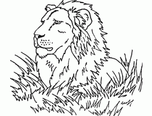 Lion