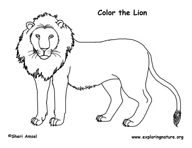 Lion coloring page