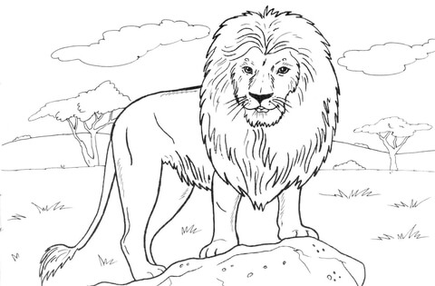 Coloring pages african lion coloring page