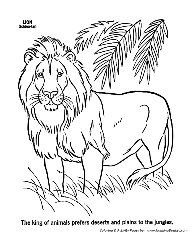 Wild animal coloring pages male lion coloring page and kids activity sheet