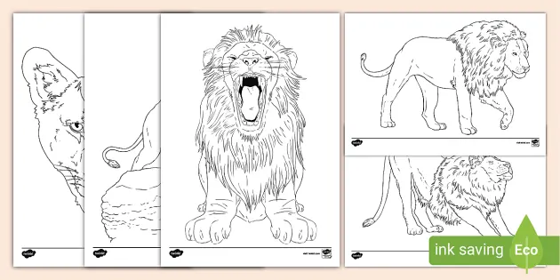 Lion louring pages teacher made