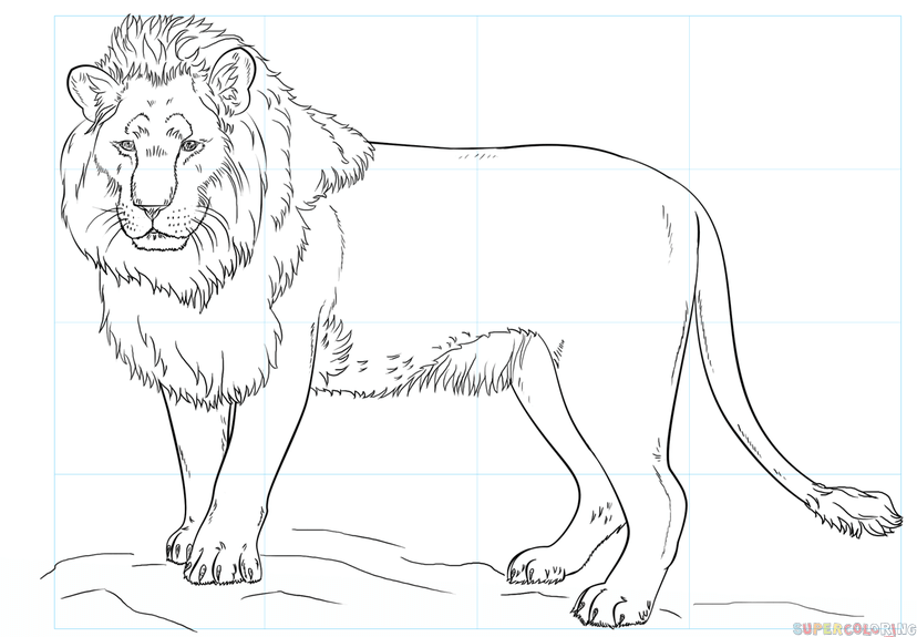 How to draw a lion step by step drawing tutorials