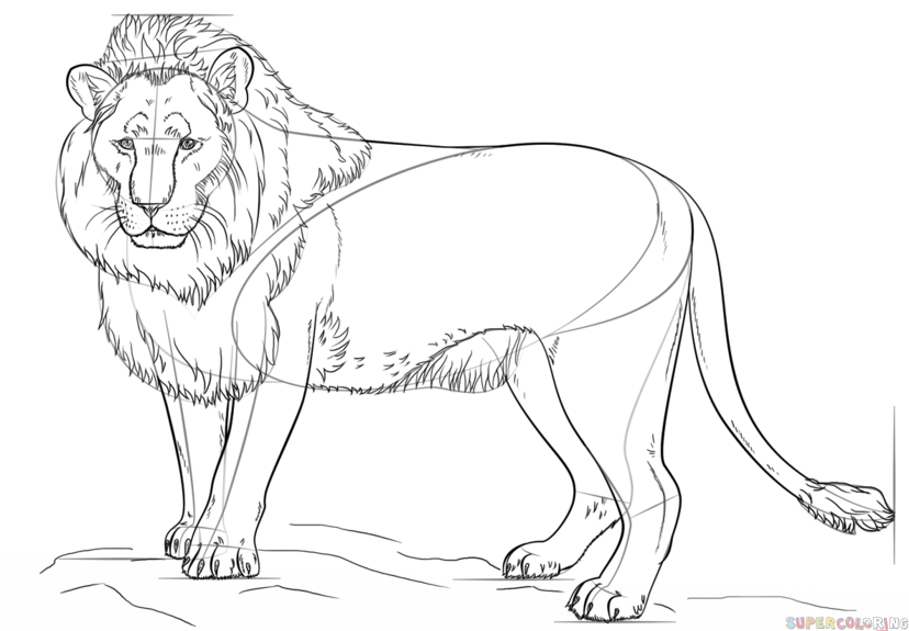 How to draw a lion step by step drawing tutorials