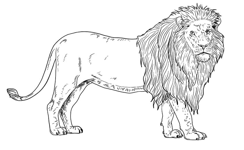 How to draw a lion