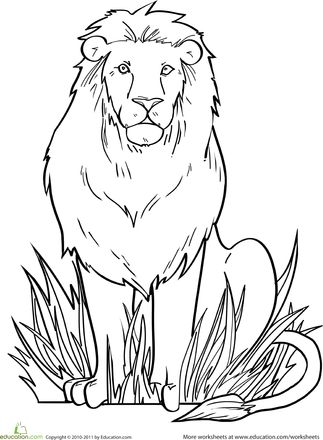 Lion worksheet education lion coloring pages zoo coloring pages animal drawings