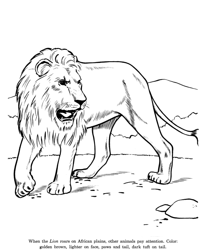 Animal drawings coloring pages lion animal identification drawing and coloring pages