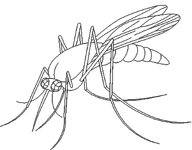 Mosquito coloring pages printable for free download