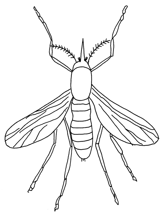 Mosquito coloring page