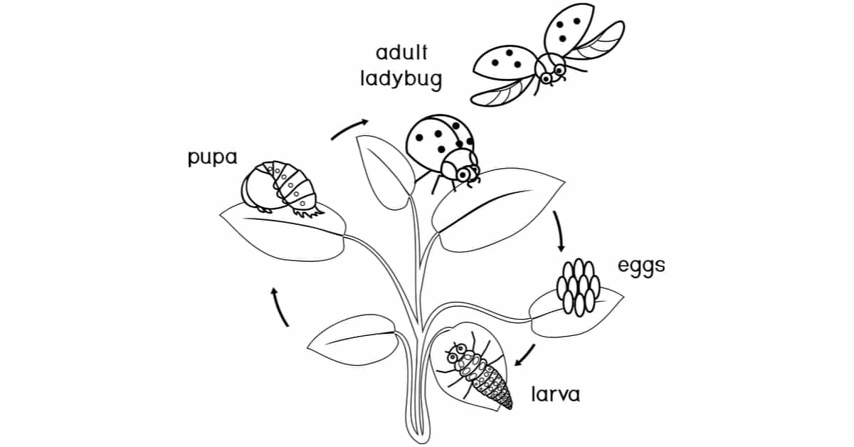 Ladybug life cycle coloring page