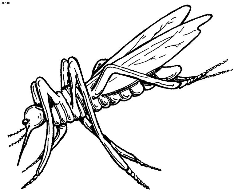 Free mosquito coloring page download free mosquito coloring page png images free cliparts on clipart library