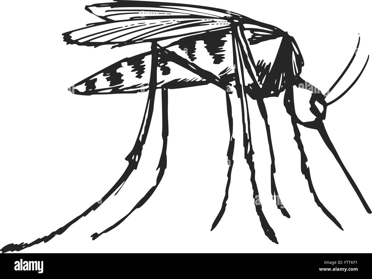 Gnat illustration hi