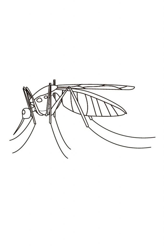 Free printable mosquito coloring pages for kids animal coloring pages mosquito coloring pages