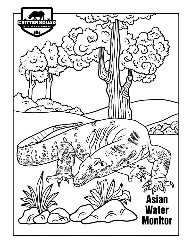 Lizard coloring pages