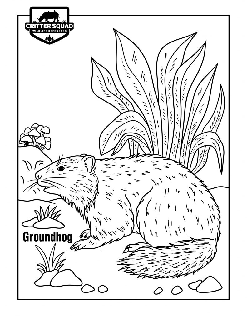 Mammal coloring pages