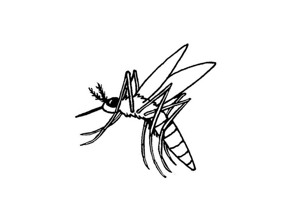 Free printable mosquito coloring pages for kids animal coloring pages snake coloring pages bunny coloring pages